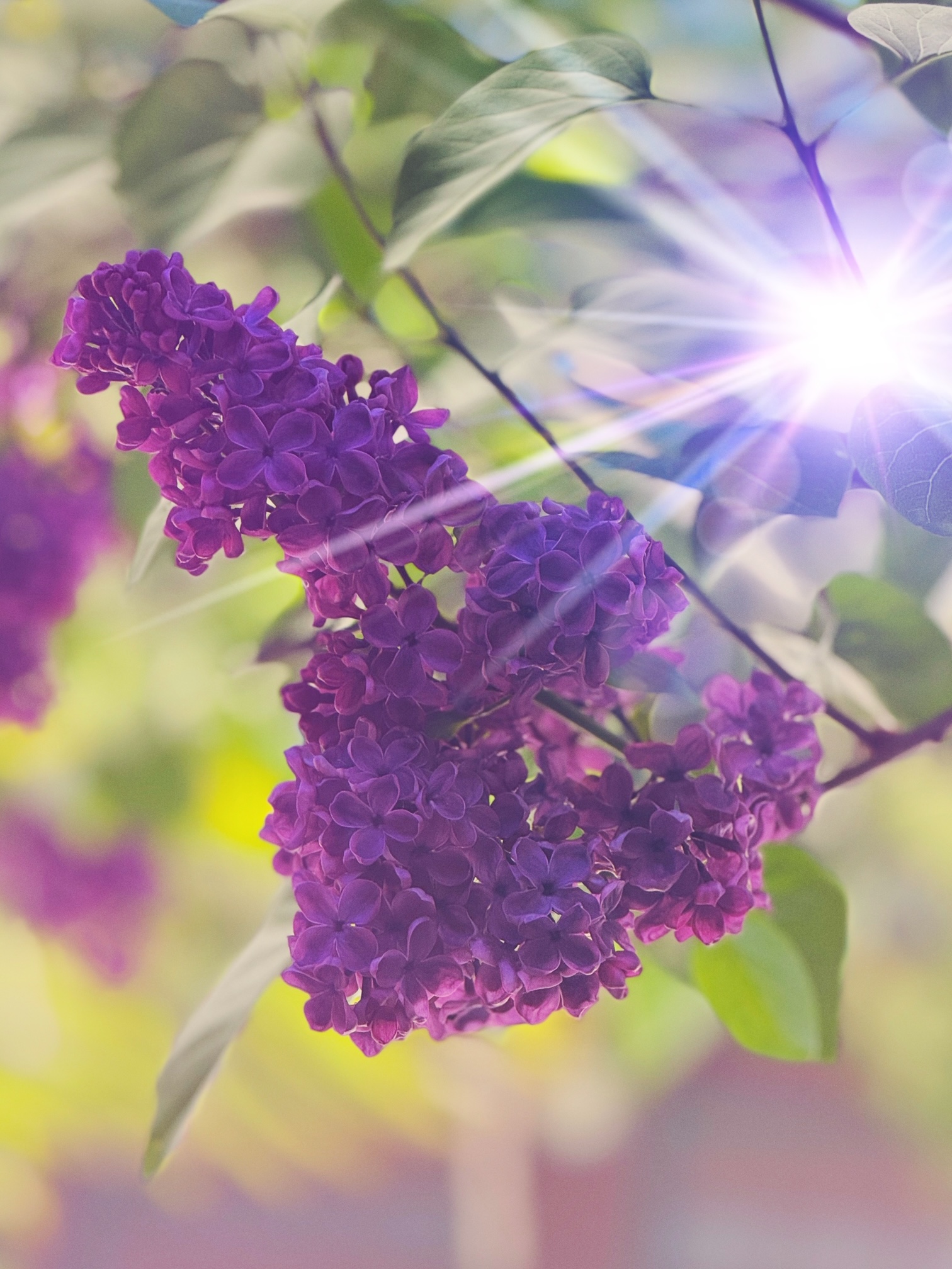 lilacs